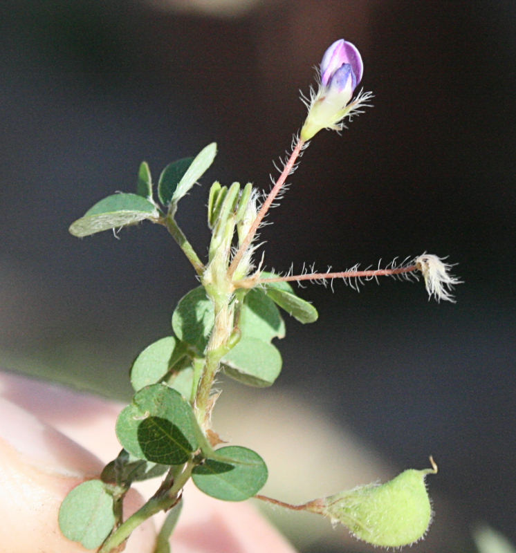Grona triflora