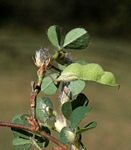 Grona triflora