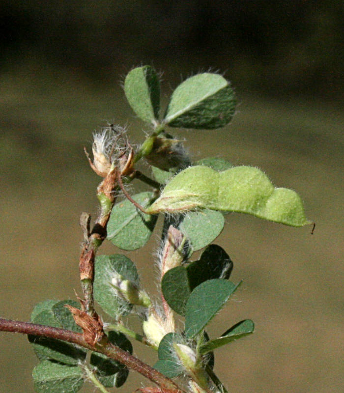 Grona triflora