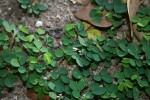 Grona triflora