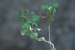 Grona triflora