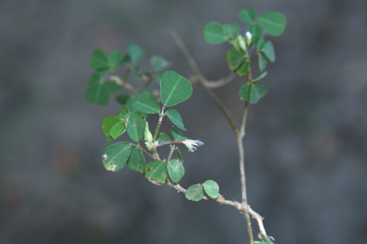 Grona triflora