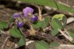 Grona triflora