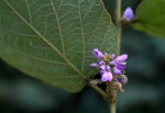 Polhillides velutina