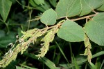 Polhillides velutina