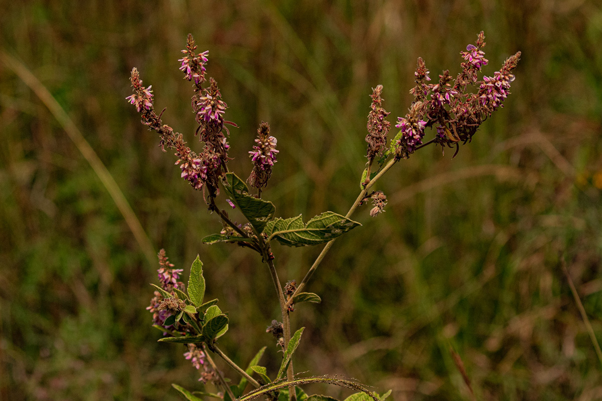 Pseudarthria hookeri var. hookeri