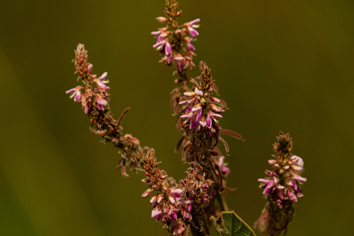 Pseudarthria hookeri var. hookeri