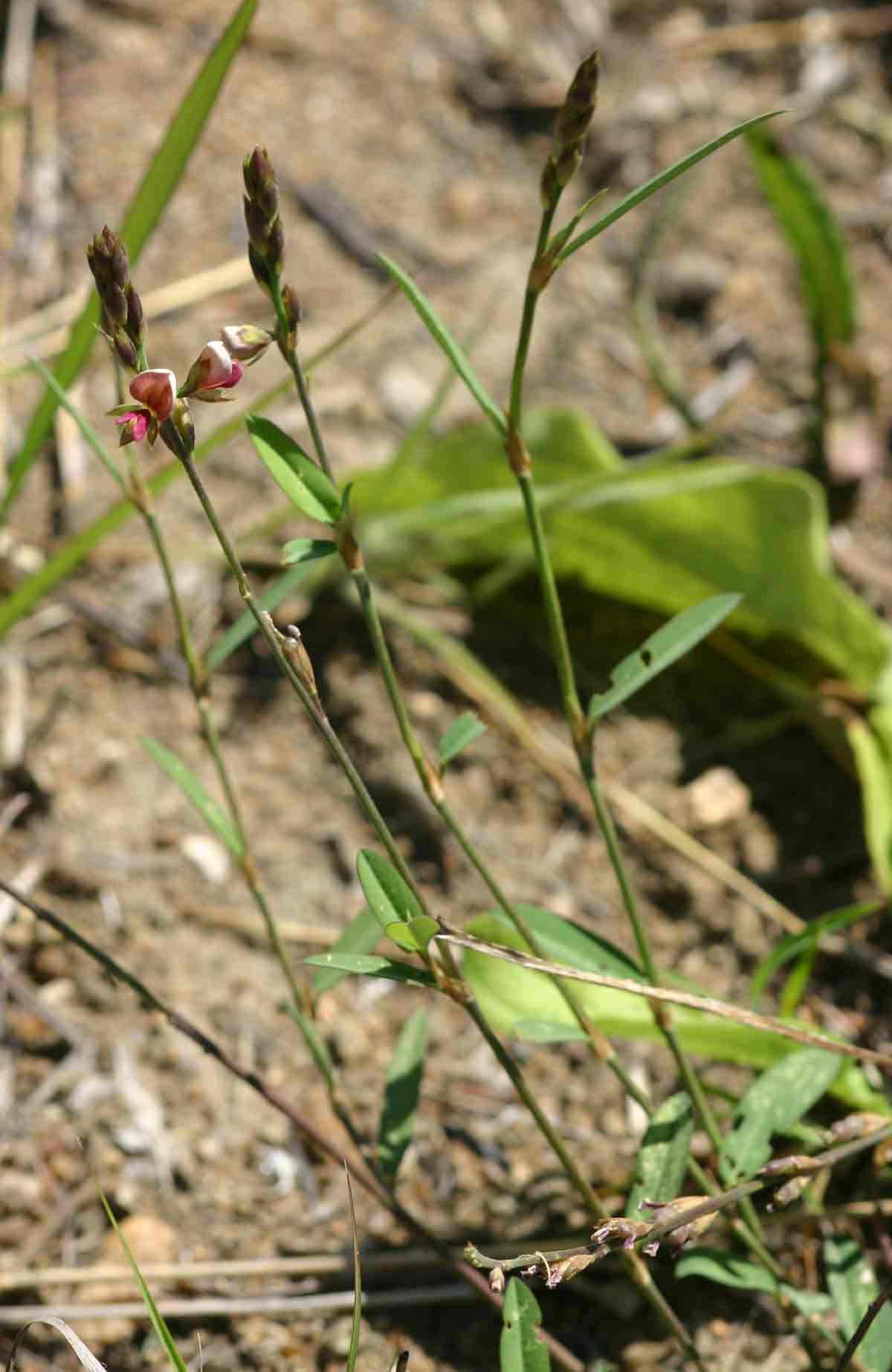 Alysicarpus zeyheri