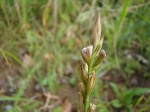 Alysicarpus zeyheri