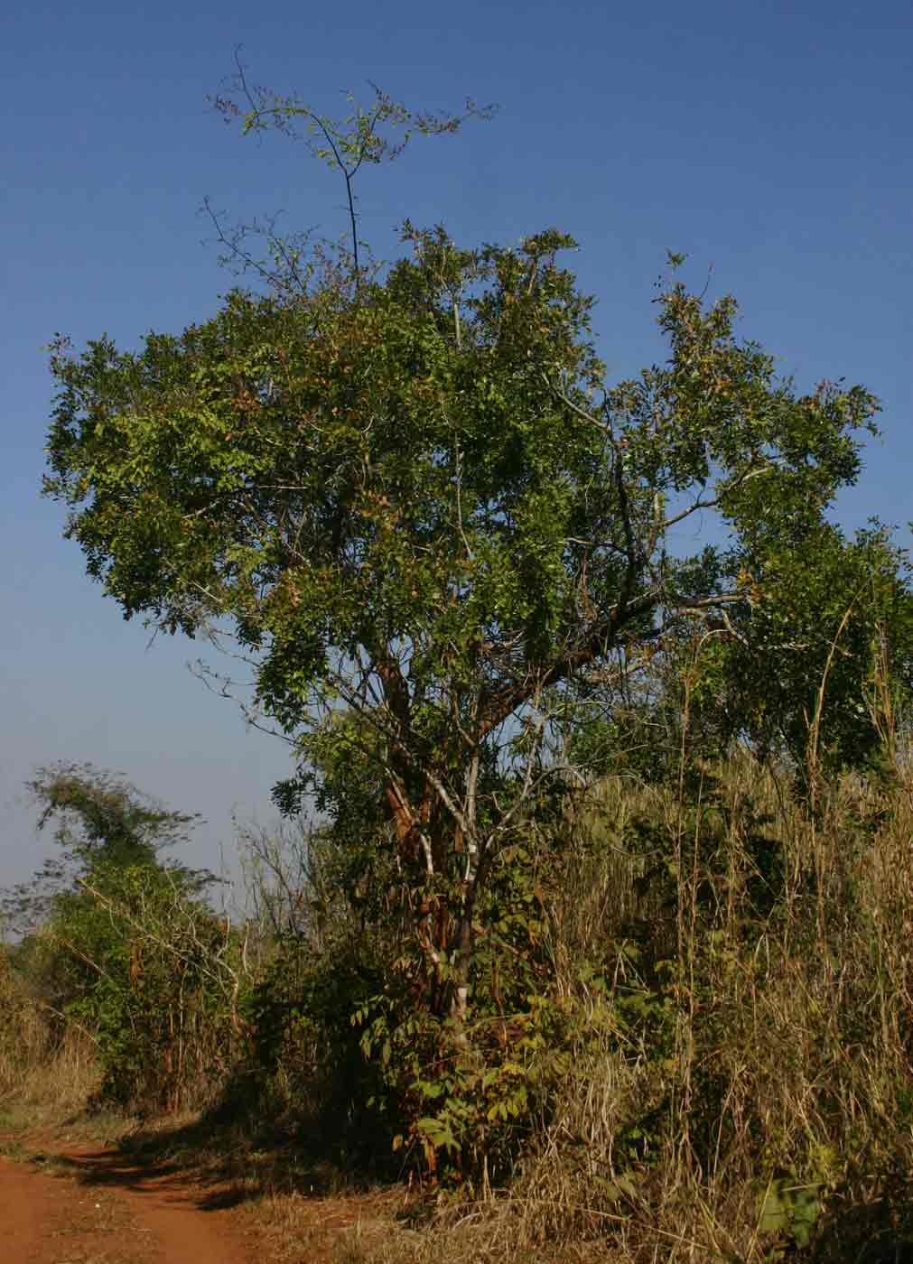 Dalbergia lactea