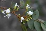 Dalbergia nitidula