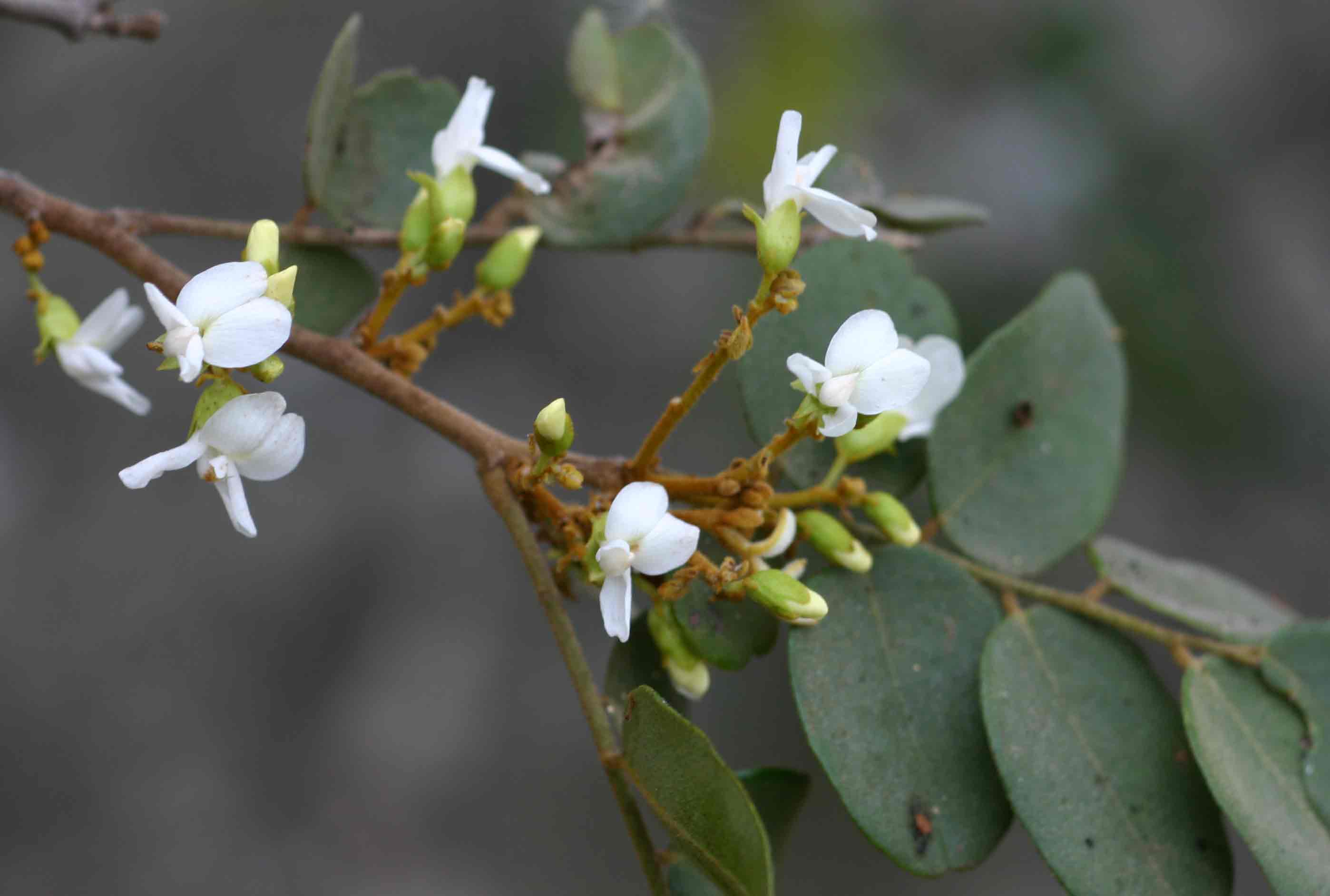 Dalbergia nitidula