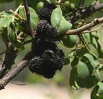 Dalbergia nitidula