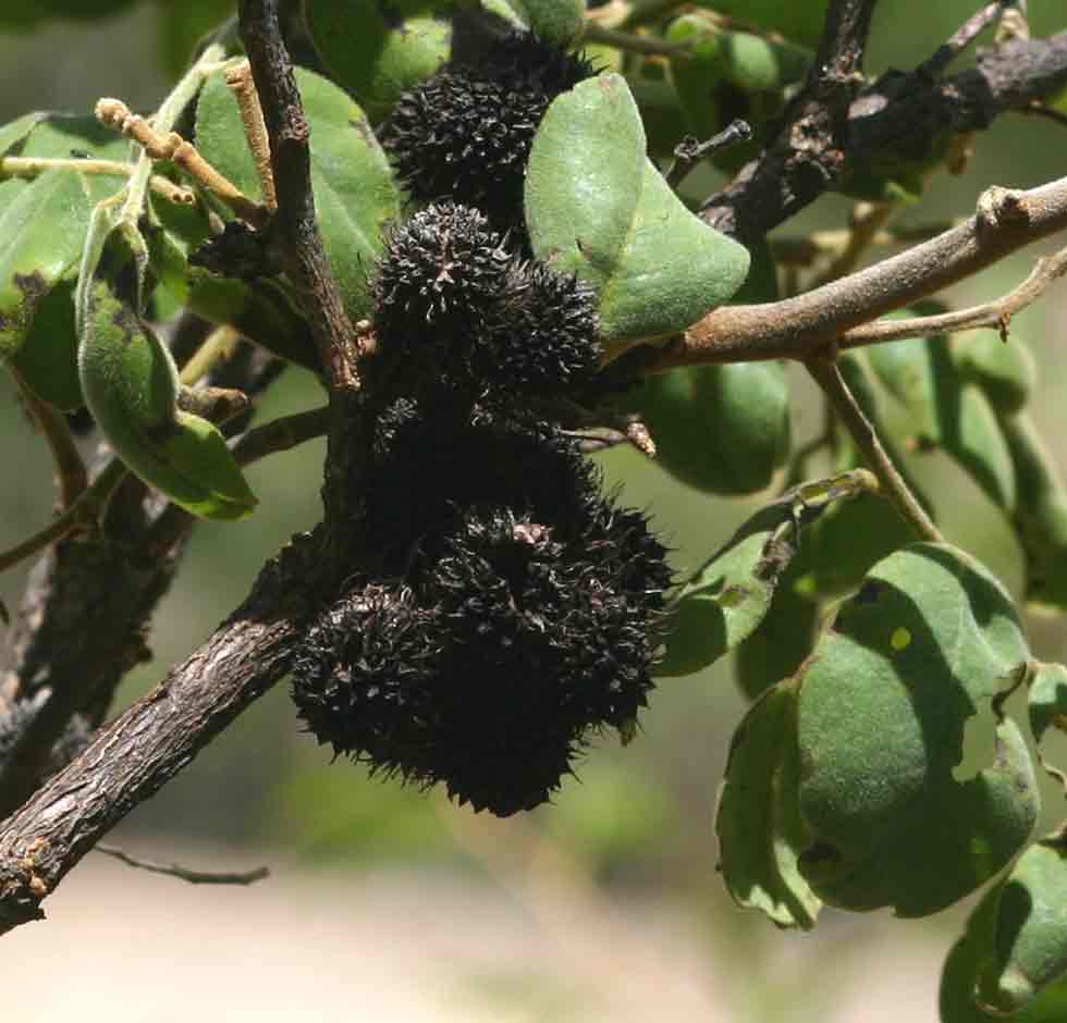 Dalbergia nitidula