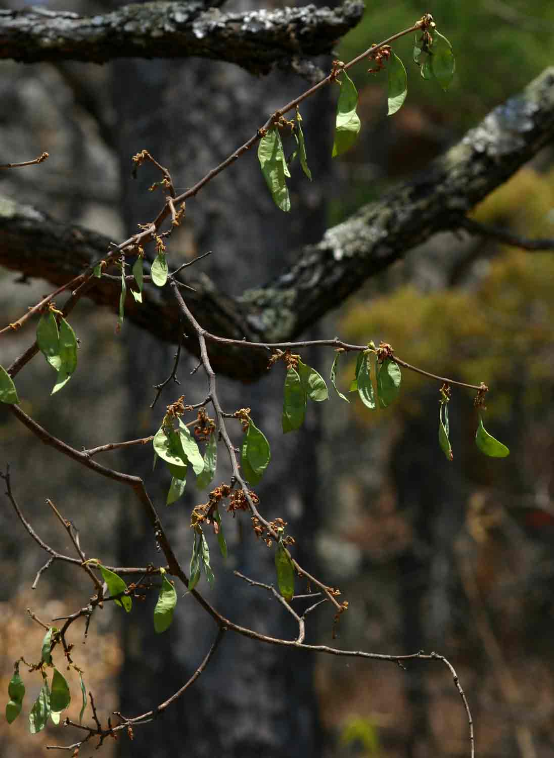 Dalbergia nitidula