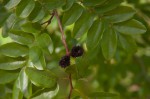 Dalbergia nitidula