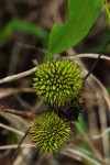 Dalbergia nitidula