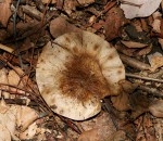 Pterocarpus angolensis
