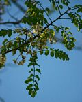 Xeroderris stuhlmannii