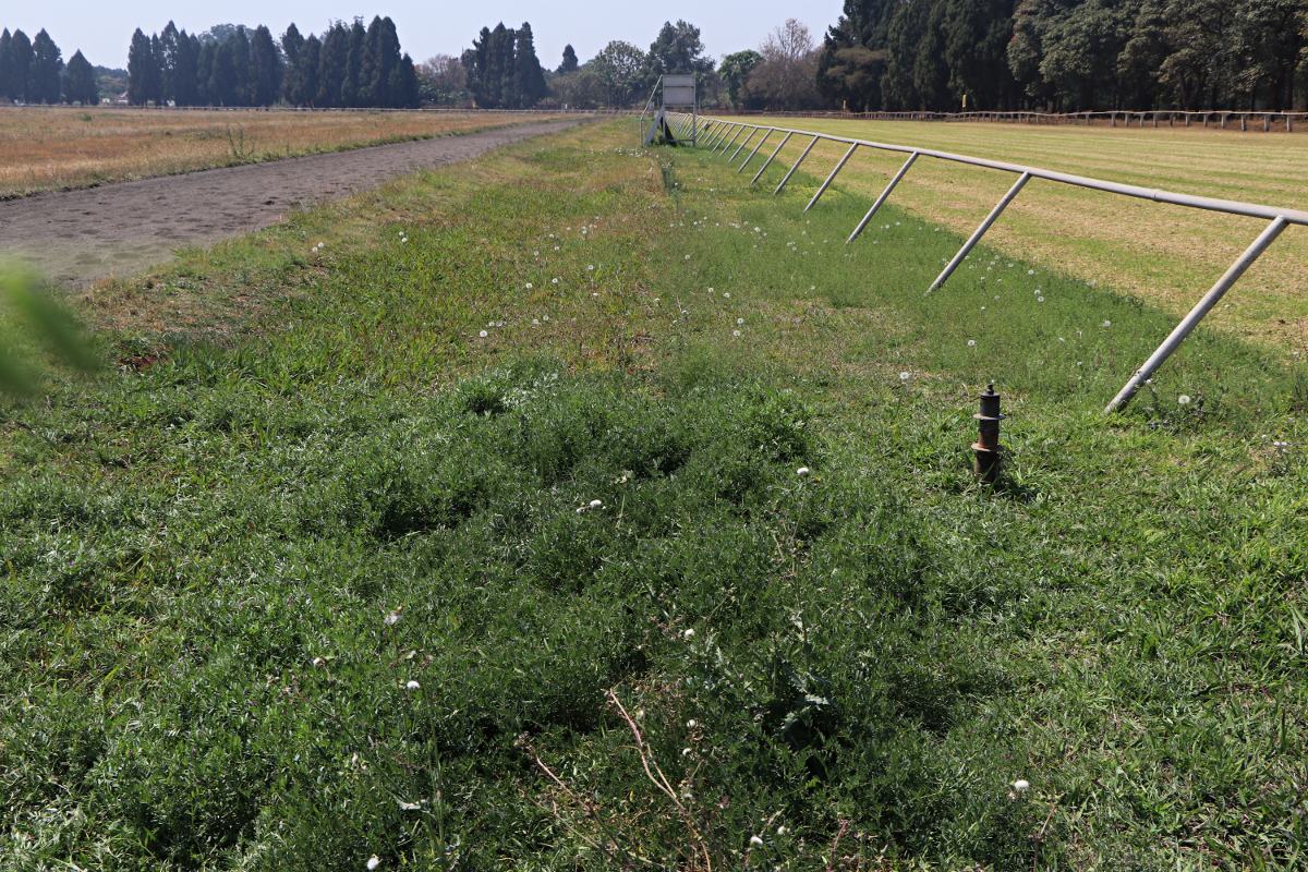 Vicia sativa