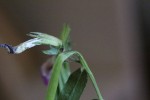 Vicia sativa