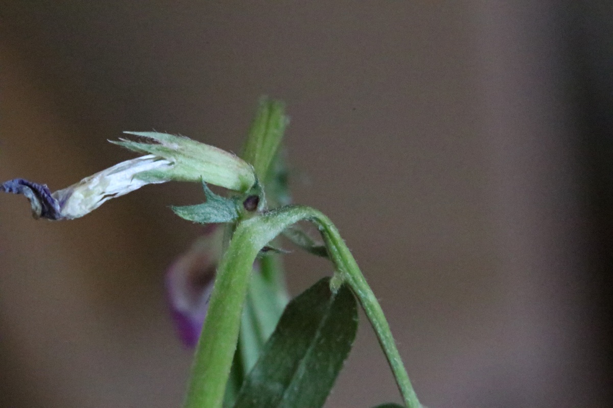 Vicia sativa