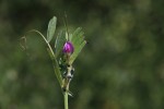 Vicia sativa