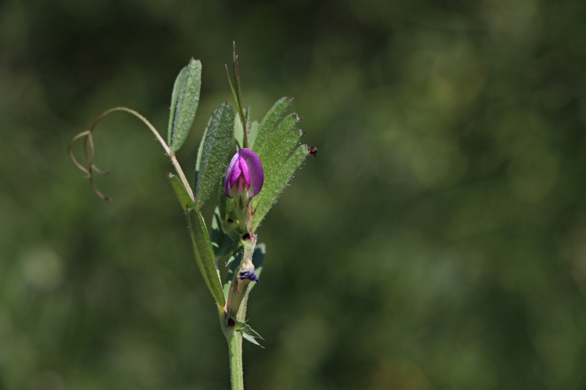 Vicia sativa
