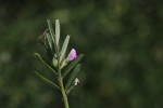 Vicia sativa