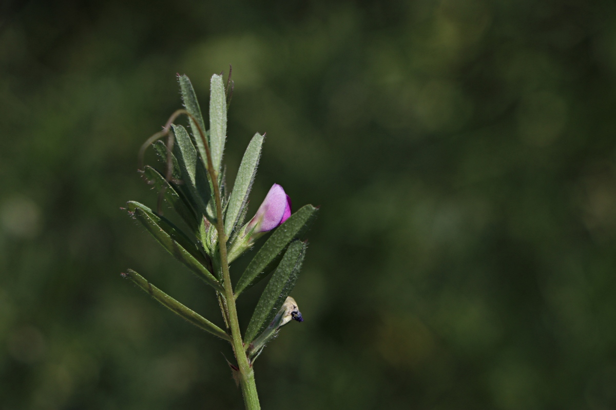 Vicia sativa