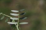 Vicia sativa