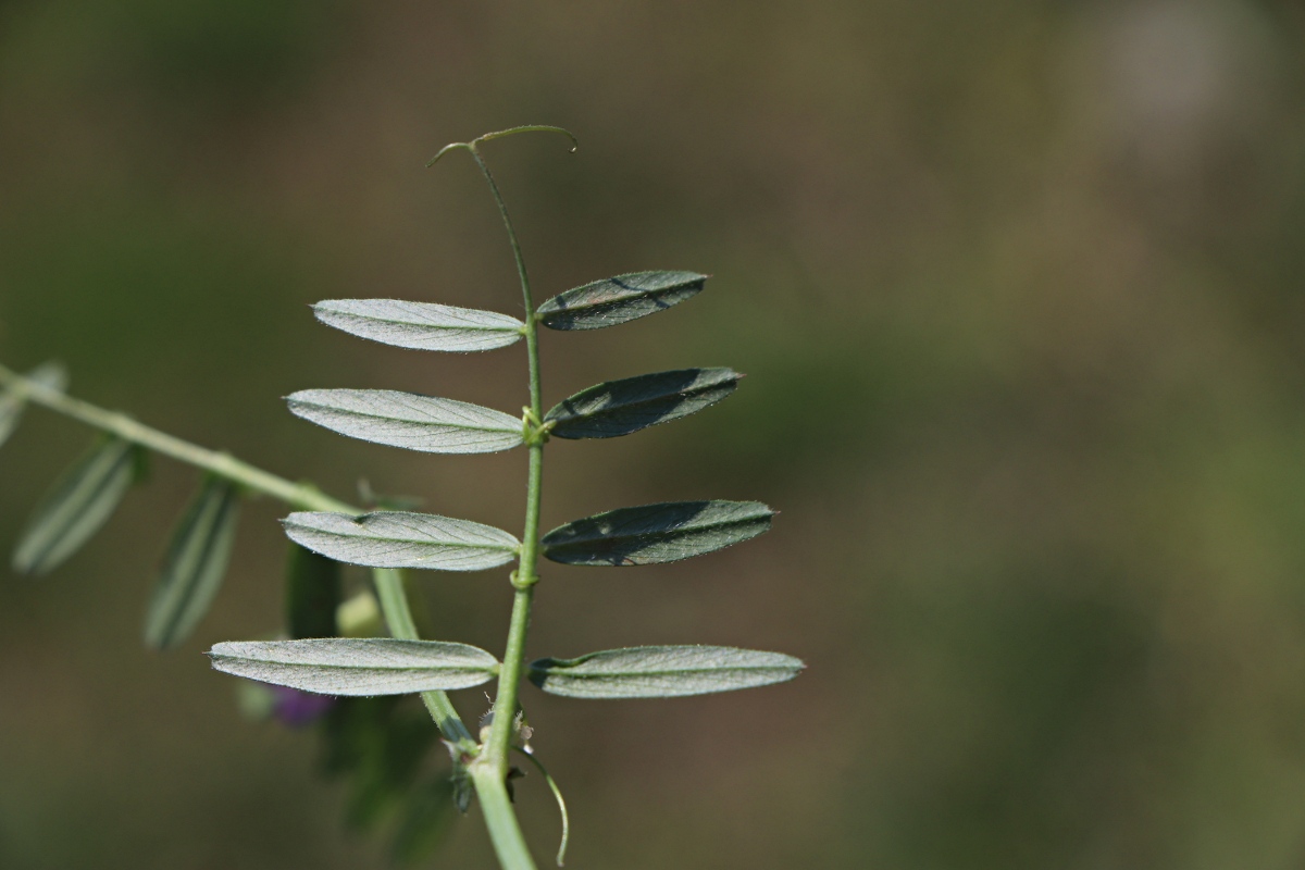 Vicia sativa