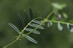 Vicia sativa