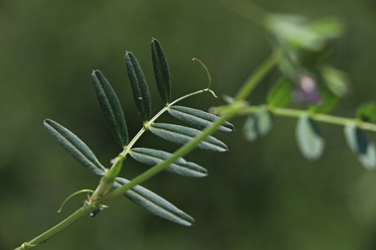 Vicia sativa