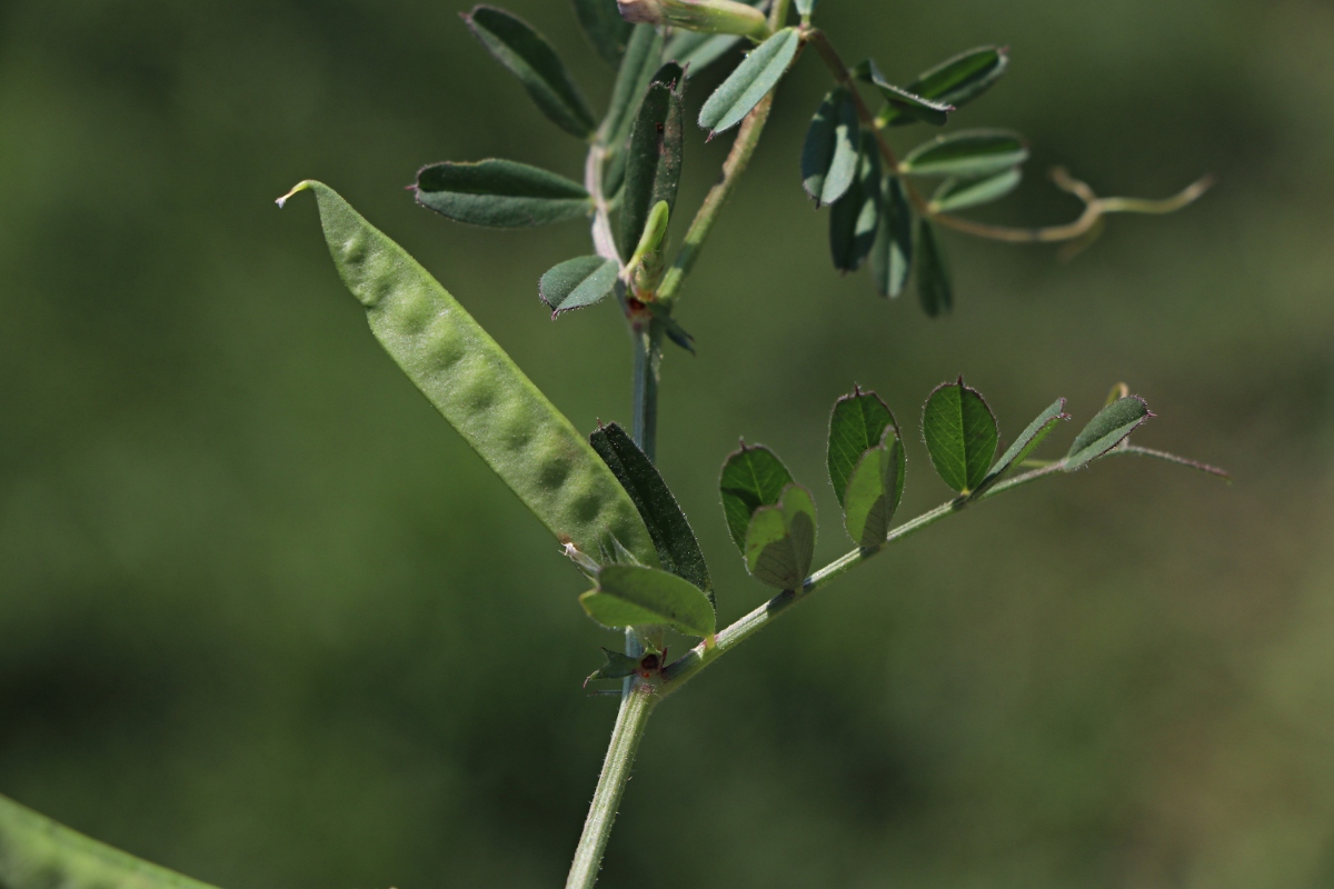 Vicia sativa