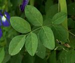 Clitoria ternatea
