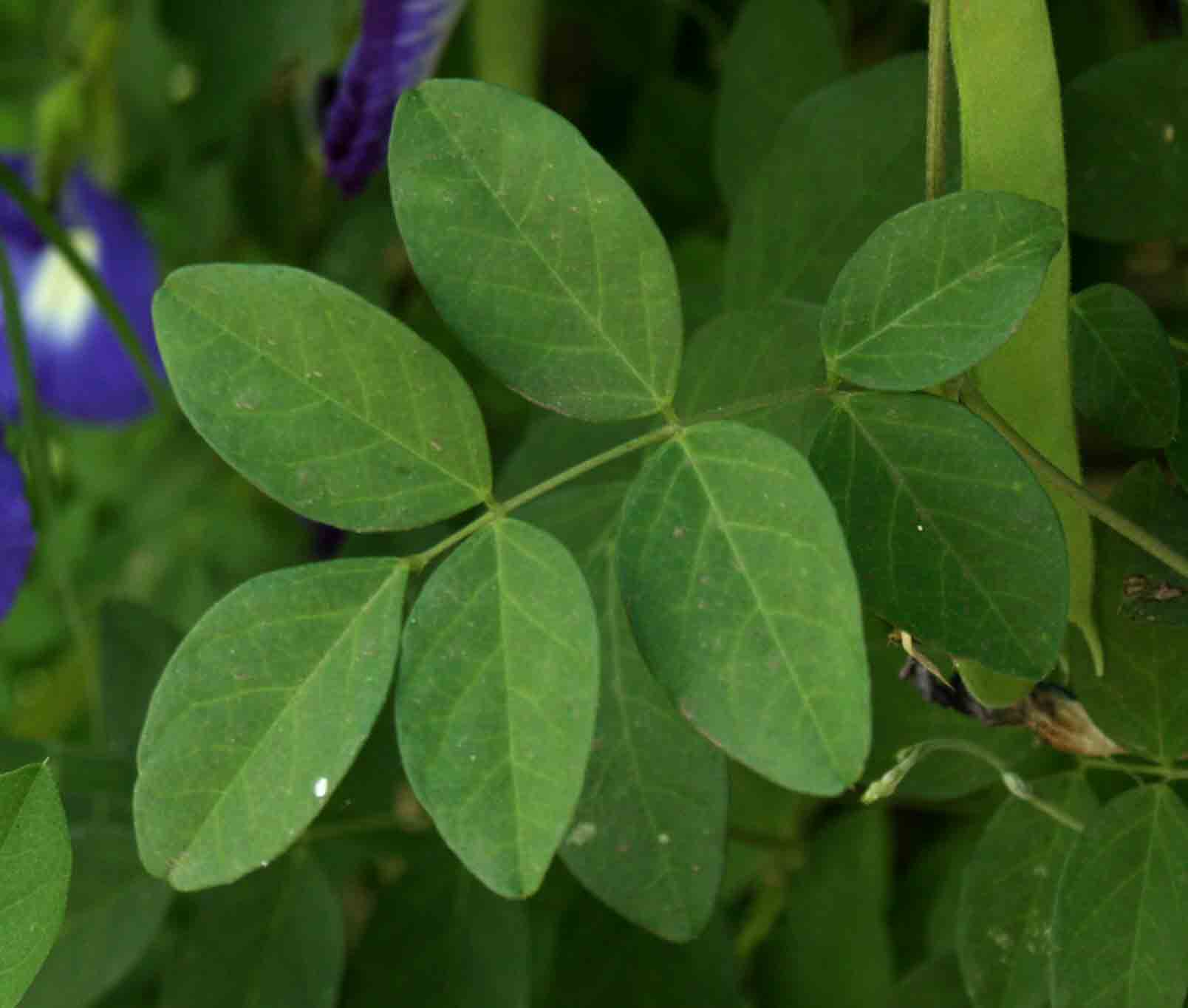 Clitoria ternatea