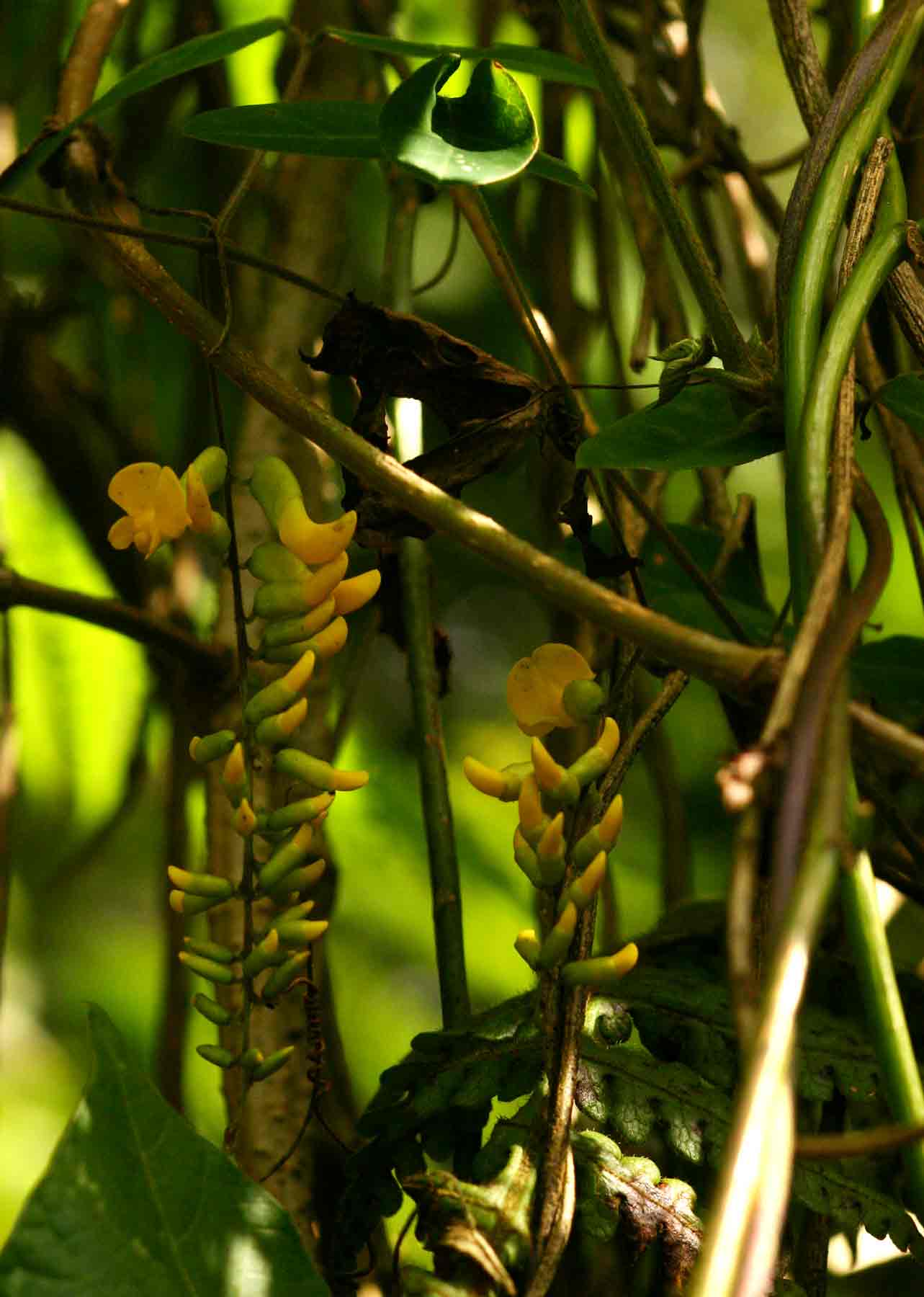 Dumasia villosa var. villosa
