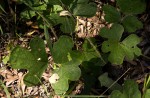 Neorautanenia mitis
