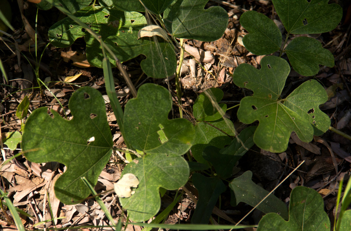 Neorautanenia mitis