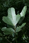 Neorautanenia mitis