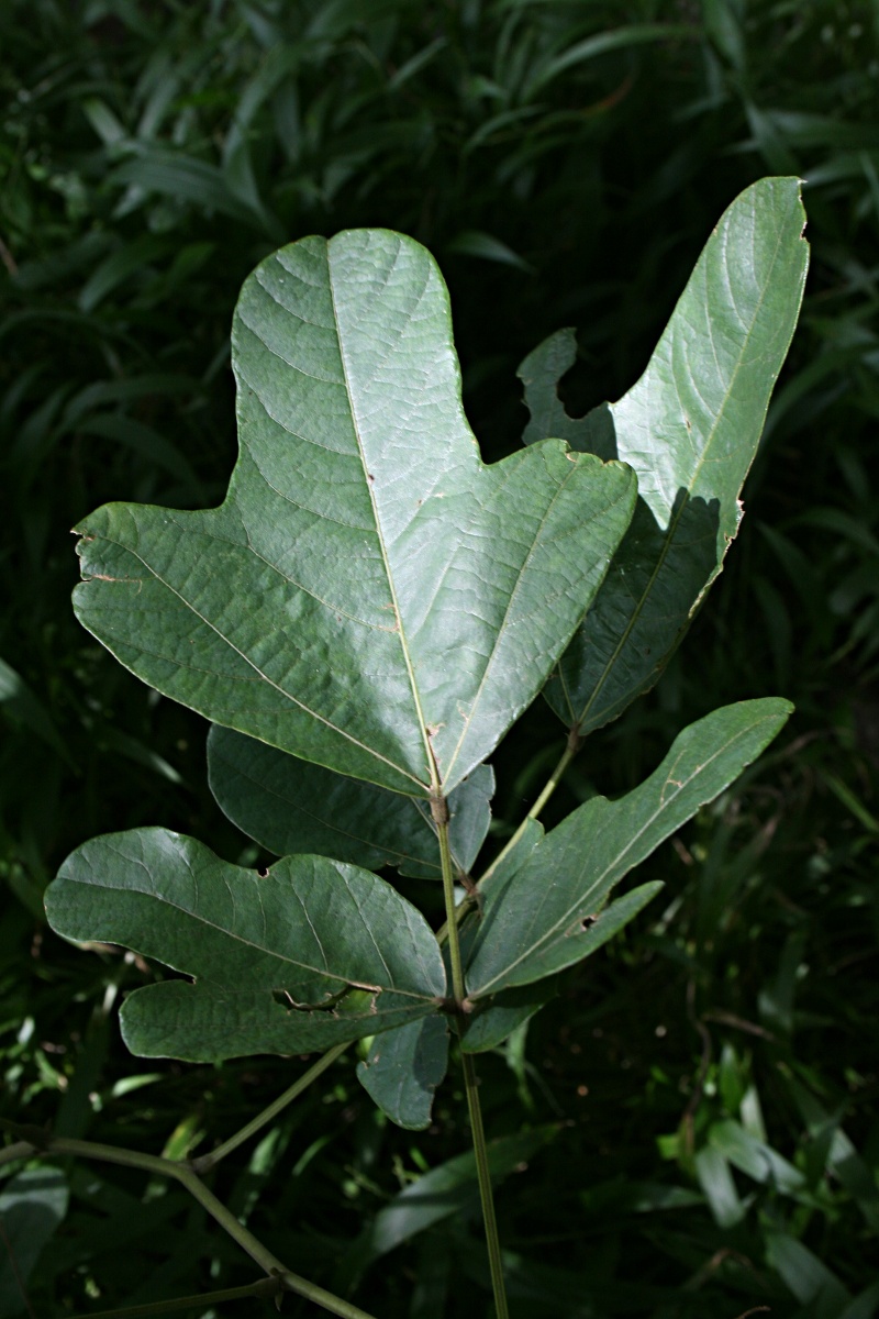 Neorautanenia mitis