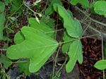 Neorautanenia mitis