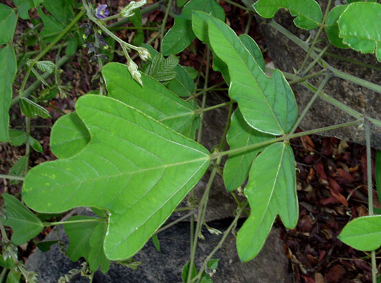 Neorautanenia mitis