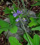 Neorautanenia mitis