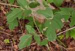 Neorautanenia mitis