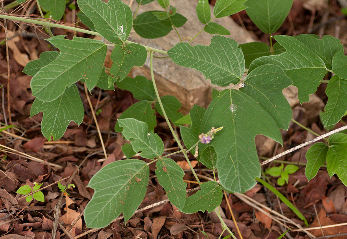 Neorautanenia mitis
