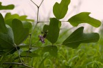 Neorautanenia mitis