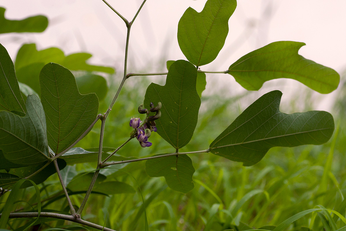 Neorautanenia mitis