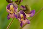 Neorautanenia mitis